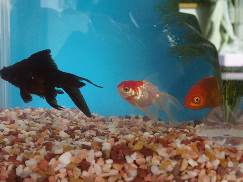我が家に金魚がやってきた Dream Seed 我が家に金魚がやってきた Dream Seed