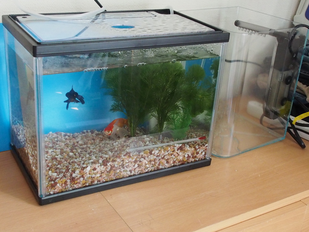 我が家に金魚がやってきた Dream Seed 我が家に金魚がやってきた Dream Seed
