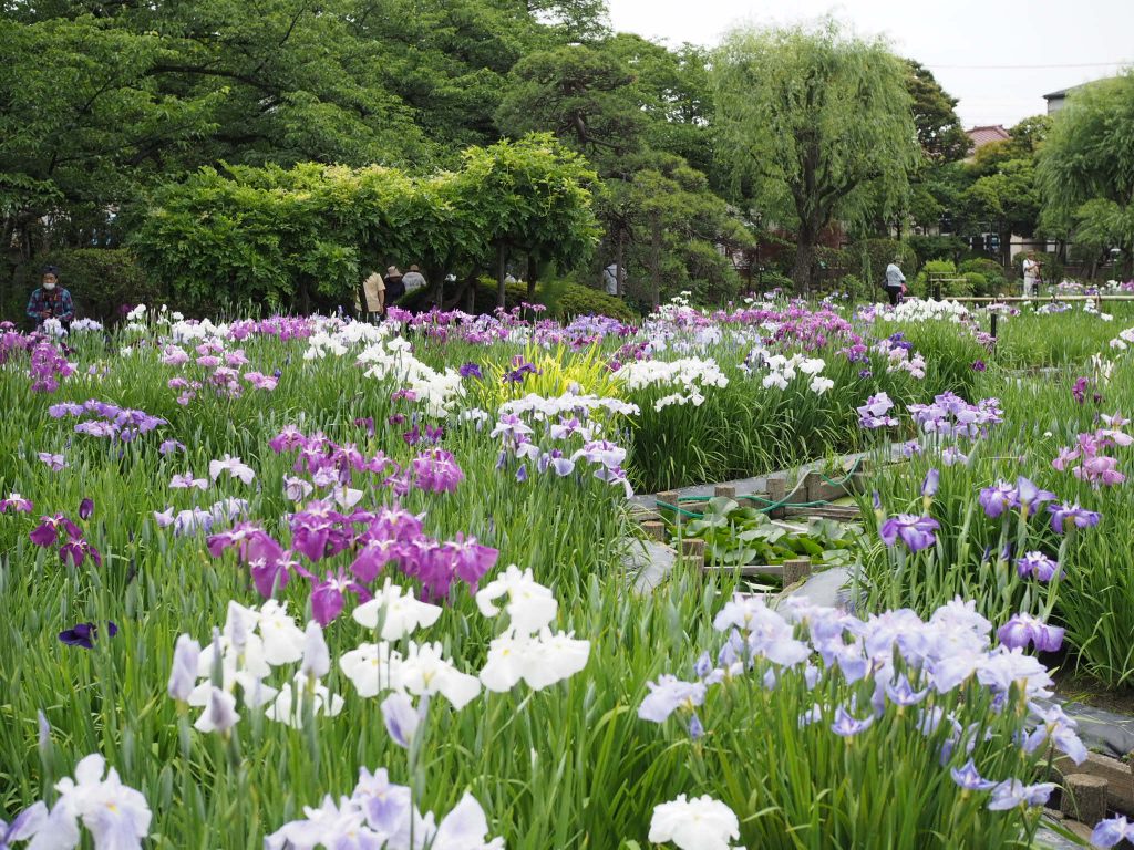 6月1日から葛飾菖蒲まつり開催 花菖蒲が見ごろの堀切菖蒲園 Dream Seed. 6月1日から葛飾菖蒲まつり開催 花菖蒲が見ごろの堀切菖蒲園 Dream Seed.