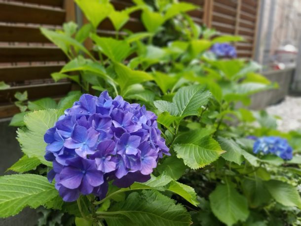最新スマートフォンの 背景ぼかし モードで紫陽花はどのように撮れるのか Dream Seed 最新スマートフォンの 背景ぼかし モードで紫陽花はどのように撮れるのか Dream Seed
