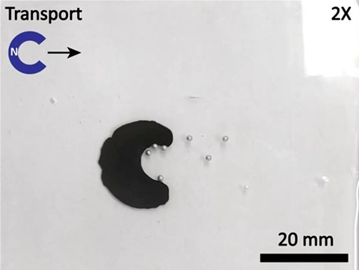 外部から磁力で操る 磁気スライムロボット 香港中文大学の研究者らが開発 Dream Seed 外部から磁力で操る 磁気スライムロボット 香港中文大学の研究者らが開発 Dream Seed